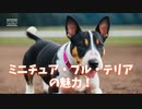 ミニチュア・ブル・テリアの魅力！