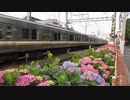 アジサイ電車 井の頭線 揺れる淡い色彩 女性車掌さん Hydrangea train  Inokashira line light color  shakes  Female conductor