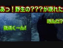【千恋＊万花(エロゲ)】#33　迷子を捜してたらムラサメ以上の人外と遭遇した【セックスへの道】