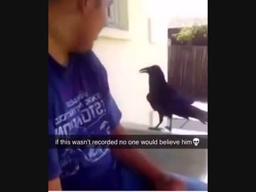 ホモと見る唐突に罵倒するカラス