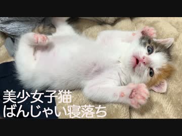 保護三毛子猫、個性的すぎる寝落ちを見せる