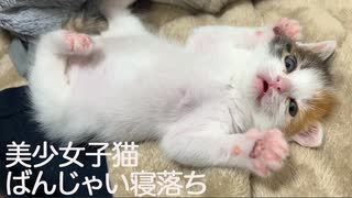 保護三毛子猫、個性的すぎる寝落ちを見せる