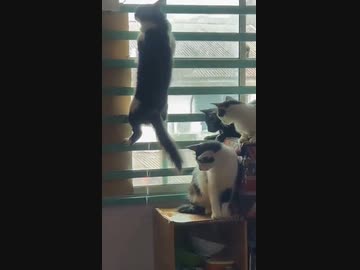 ホモと見る窓に張り付いて放尿する猫