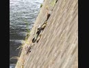 凄すぎるカルガモ親子