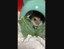 【!】ブロッコリーの葉を食べるジャンガリアンハムスター