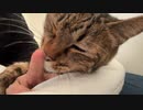 緩和ケアの次男坊猫、命をかけて甘える