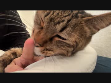 緩和ケアの次男坊猫、命をかけて甘える