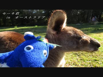 セーキ君 in オーストラリア