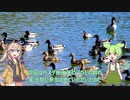 ずんだもんと春日部つむぎのマガモの群れ実況