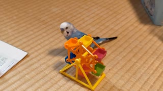 セキセイインコの空(くう) おしゃべり練習と観覧車遊びで飛び蹴り！ 20230812,0821