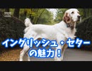 イングリッシュ・セターの魅力！