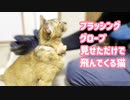 ブラッシング大好きすぎて、グローブ見せただけで飛んでくる猫