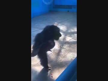 陽キャ