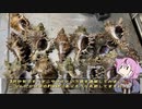 珍食材が食べたい！#155 オニサザエのバター醤油炒め