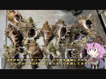 珍食材が食べたい！#155 オニサザエのバター醤油炒め