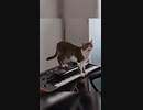 音楽家