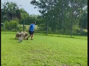 ミニチュアシュナウザーｖｓヒツジ