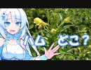 ハムが無いので花を食べさせるWhiteCUL