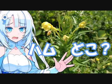 ハムが無いので花を食べさせるWhiteCUL