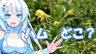 ハムが無いので花を食べさせるWhiteCUL