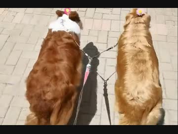 ホモと見るシンクロナイズドウォーキング