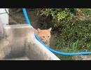 【仔猫】久々の盗っ人猫…【野良猫】