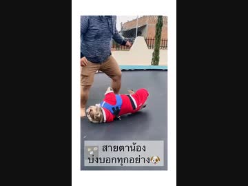 ホモと見る　囚われた犬