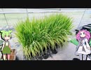 稲と枝豆どうなったのだ？