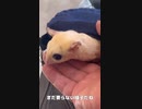 【 #フクロモモンガ 】動物病院の雰囲気は苦手かな？！ #おはモモンガ #蜜袋鼯 #슈가글라이더 #フクモモ #sugerglider #モモンガ #shorts