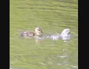 面白すぎる動きのカルガモ親子