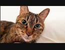 緩和ケアの次男坊猫、珍プレーの末の出会い