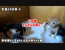 三女を噛む長男…しかし集中力がない。そのあと長女、次女に撃退される姿が可愛い【子猫のじゃれ合い】