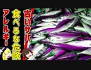 【ゆっくり解説】サバを食べるとアレルギー症状が出る！？ヒスタミン食中毒について解説！
