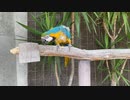 ルリコンゴウインコ１（アドベンチャーワールド）