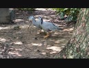 インドガン（アドベンチャーワールド）