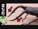 ノコギリクワガタのハサミはなぜ様々な形をとるのか【ずんだもん】