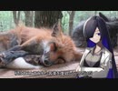 3分間　うそなんだか、ホントなんだかよくわからないことを真面目に語る夜語トバリさん
