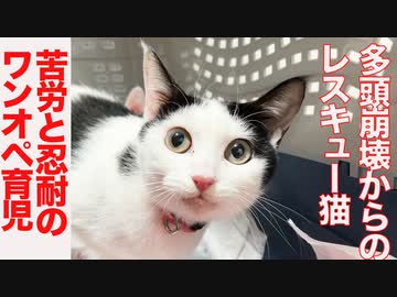 多頭崩壊からの保護猫、忍耐のワンオペ育児