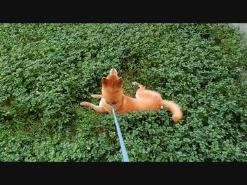 クローバーと柴犬