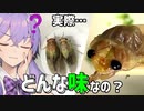 夏の味覚？セミを食す【月麗祭】