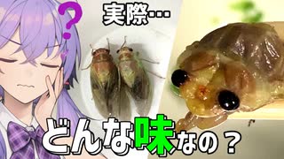 夏の味覚？セミを食す【月麗祭】