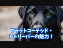 フラットコーテッド・レトリーバーの魅力！