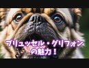ブリュッセル・グリフォンの魅力！