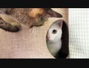 緩和ケアの次男坊猫、腎不全の兄猫と生きる夏