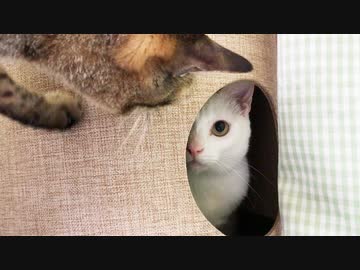 緩和ケアの次男坊猫、腎不全の兄猫と生きる夏