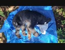 (クマァ捕獲３頭目)変態忍者の、有害鳥獣駆除従事活動記・その２５１