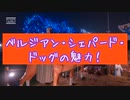 ベルジアン・シェパード・ドッグの魅力！