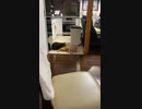 会話する2匹