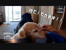 【第170回】待て、できます！と知らない道と換毛期