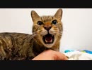 緩和ケアの次男坊猫、失った鳴き声を取り戻す
